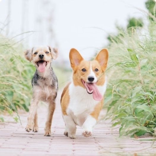 Dogs